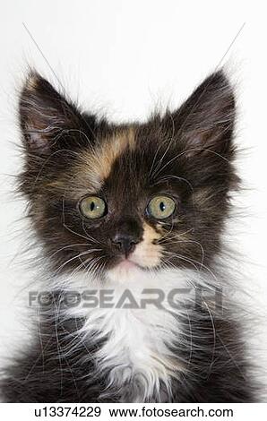 Kitten. View Large Photo Image Stock Photo - Kitten.. Fotosearch