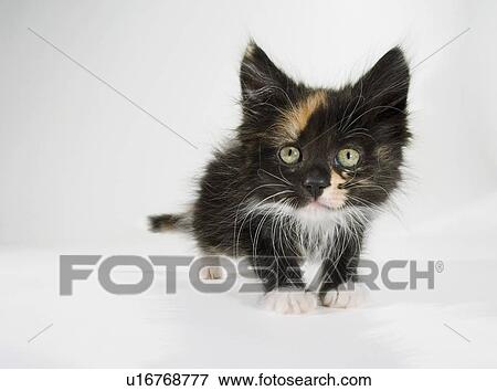 Stock Photo - Kitten.. Fotosearch