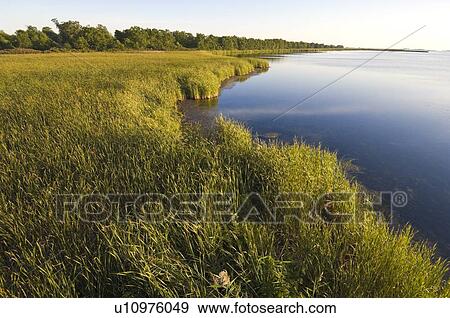 Stock Photo - Lake Erie shoreline marsh. Rondeau Provincial Park, Ontario. Canada.. Fotosearch