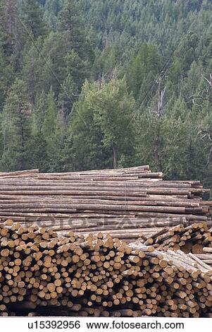 Logs awaiting processing at a lumber mill, Midway, BC, Canada View Large Photo Image Stock Photograph - Logs awaiting processing at a lumber mill, Midway, BC, Canada. Fotosearch
