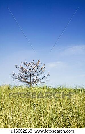 Lone tree on Sidney Spit Marine Park, BC, Canada View Large Photo Image Stock Photo - Lone tree on Sidney Spit Marine Park, BC, Canada. Fotosearch