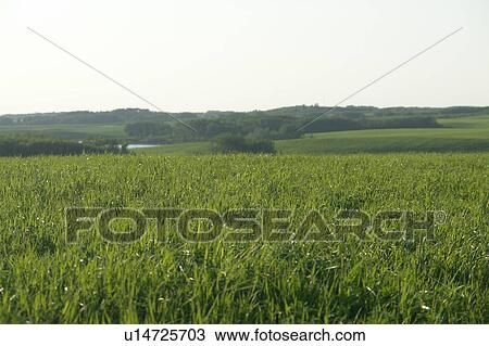Long grass and gently rolling green field; Canada, Manitoba, Erickson View Large Photo Image Stock Image - Long grass and gently rolling green field; Canada, Manitoba, Erickson. Fotosearch