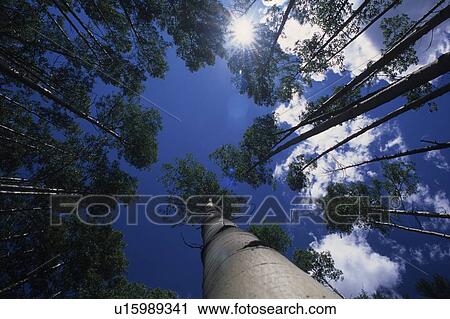 looking up through poplar trees on Redding Creek Road to Grey Creek Pass View Large Photo Image Stock Image - looking up through poplar trees on Redding Creek Road to Grey Creek Pass. Fotosearch