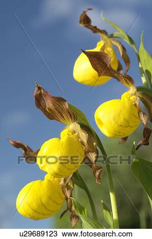 Low angle of Yellow Ladyslipper, a wild orchid native to Manitoba; Canada, Manitoba, Erickson View Large Photo Image Stock Image - Low angle of Yellow Ladyslipper, a wild orchid native to Manitoba; Canada, Manitoba, Erickson. Fotosearch