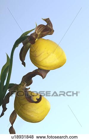 Low angle of Yellow Ladyslipper, a wild orchid native to Manitoba; Canada, Manitoba, Erickson View Large Photo Image Stock Photo - Low angle of Yellow Ladyslipper, a wild orchid native to Manitoba; Canada, Manitoba, Erickson. Fotosearch