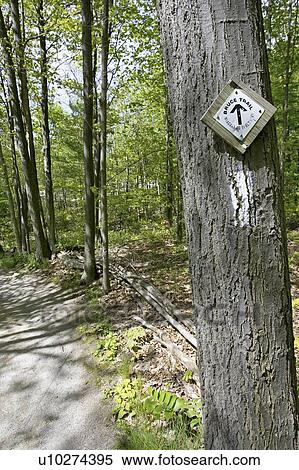 Stock Photography - Marker for the Bruce trail posted on a tree trunk in the woods, Canada, Ontario, Dundas. Fotosearch