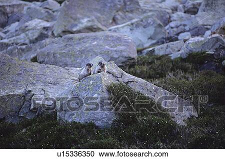 Marmots on rock in mountain meadow, Whistler, BC Canada View Large Photo Image Stock Image - Marmots on rock in mountain meadow, Whistler, BC Canada. Fotosearch