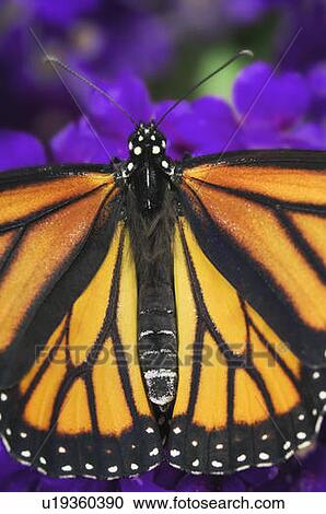 Stock Image - Monarch Butterfly close-up.. Fotosearch