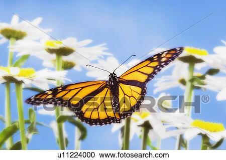 Monarch Butterfly in daisies. View Large Photo Image Stock Image - Monarch Butterfly in daisies.. Fotosearch