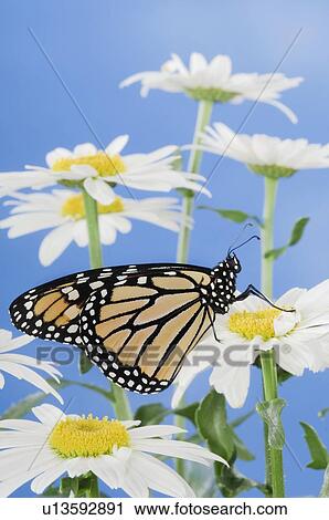 Stock Image - Monarch Butterfly in daisies.. Fotosearch