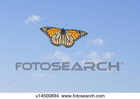 Picture - Monarch Butterfly in flight.. Fotosearch