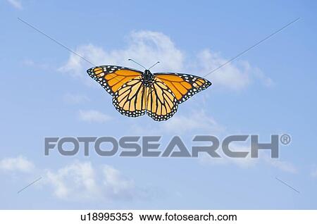 Stock Image - Monarch Butterfly in flight.. Fotosearch