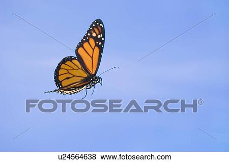 Monarch Butterfly in flight. View Large Photo Image Stock Photo - Monarch Butterfly in flight.. Fotosearch