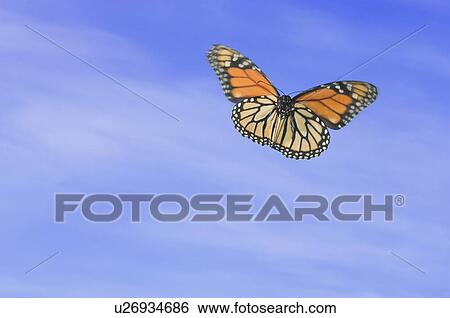 Stock Photograph - Monarch Butterfly in flight.. Fotosearch