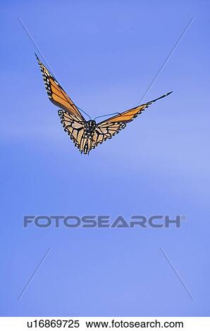Stock Photography - Monarch Butterfly in flight.. Fotosearch