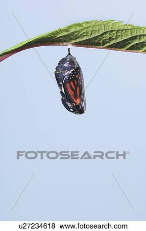 Stock Photo - Monarch Butterfly life cycle. Chrysalis.. Fotosearch