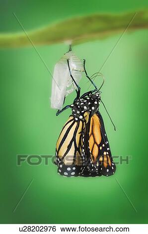 Monarch Butterfly life cycle, Emerging from cocoon. View Large Photo Image Stock Photograph - Monarch Butterfly life cycle, Emerging from cocoon.. Fotosearch