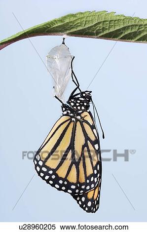 Stock Photography - Monarch Butterfly life cycle, Emerging from cocoon.. Fotosearch