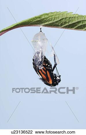 Stock Image - Monarch Butterfy life cycle, Emerging from cocoon.. Fotosearch