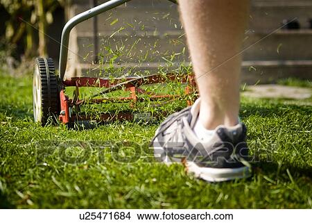 Picture - Mowing lawn with a reel mower, for exercise and to reduce energy use, Regina, Saskatchewan. Fotosearch