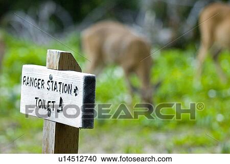 Mule deer in a meadow with a toilet sign; USA, Washington, Olympic National Park View Large Photo Image Stock Image - Mule deer in a meadow with a toilet sign; USA, Washington, Olympic National Park. Fotosearch