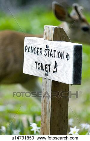 Mule deer in a meadow with a toilet sign. USA, Washington, Olympic National Park View Large Photo Image Stock Photo - Mule deer in a meadow with a toilet sign. USA, Washington, Olympic National Park. Fotosearch