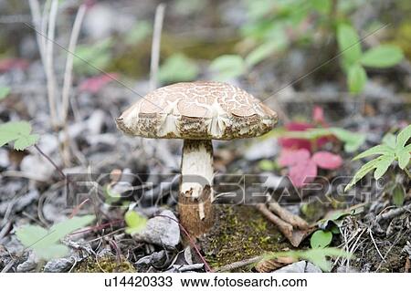 Mushroom, Poland View Large Photo Image Stock Image - Mushroom, Poland. Fotosearch