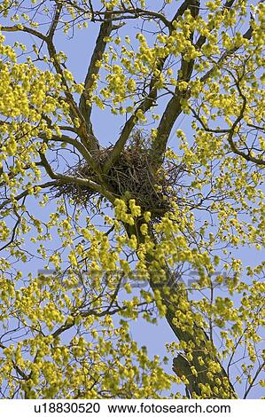 Stock Image - Nest in a tree, Canada, Ontario. Fotosearch