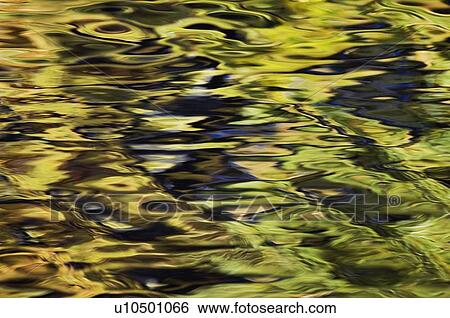 Oak and Maple trees reflections in water. Autumn. View Large Photo Image Stock Photograph - Oak and Maple trees reflections in water. Autumn.. Fotosearch
