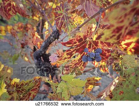 Old butrytis-infected grapevine with red grapes, Napa Valley, California View Large Photo Image Stock Image - Old butrytis-infected grapevine with red grapes, Napa Valley, California. Fotosearch