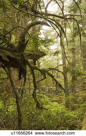 Old growth rainforest in Pacific Rim National Park, Vancouver Island, British Columbia, Canada View Large Photo Image Picture - Old growth rainforest in Pacific Rim National Park, Vancouver Island, British Columbia, Canada. Fotosearch