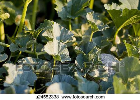 Stock Photo - Organic cantaloupe on the vine, Manitoba, Canada. Fotosearch