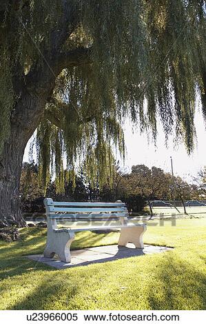 Park Bench in the morning, Brantford, Ontario View Large Photo Image Stock Photography - Park Bench in the morning, Brantford, Ontario. Fotosearch