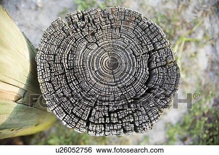 Stock Photograph - Piece of wood cross-section. Fotosearch