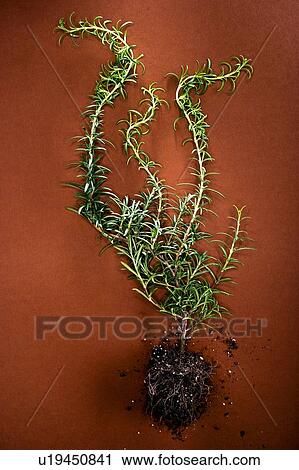 Plant with roots; Canada, Alberta View Large Photo Image Stock Image - Plant with roots; Canada, Alberta. Fotosearch