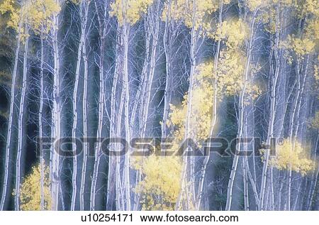 Stock Image - Poplar Trees in Autumn, Grey Creek Pass, East Kootenays, British Columbia, Canada. Fotosearch