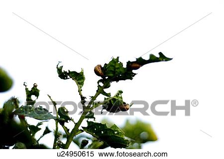Stock Photography - Potato bugs on potato leaves, organic garden, Manitoba, Canada. Fotosearch