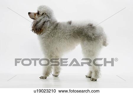 Stock Image - Profile of standard poodle standing. Fotosearch