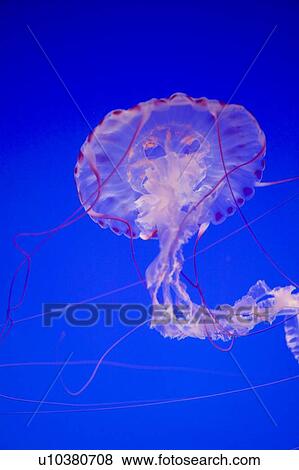 Purple-Striped Jellyfish (chrysaora colorata), Monterey Bay, Aquarium, California View Large Photo Image Stock Photo - Purple-Striped Jellyfish (chrysaora colorata), Monterey Bay, Aquarium, California. Fotosearch