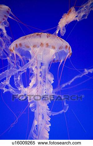 Purple-Striped Jellyfish (chrysaora colorata), Monterey Bay Aquarium, California View Large Photo Image Stock Photography - Purple-Striped Jellyfish (chrysaora colorata), Monterey Bay Aquarium, California. Fotosearch