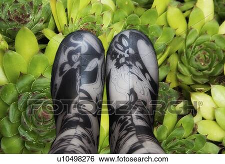 Stock Photograph - Rain boots and hen & chicks plants. Fotosearch