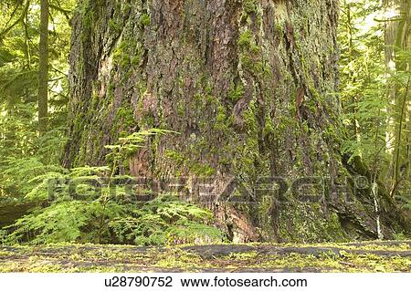 Rainforest, Cathedral Grove, BC, Canada View Large Photo Image Stock Image - Rainforest, Cathedral Grove, BC, Canada. Fotosearch