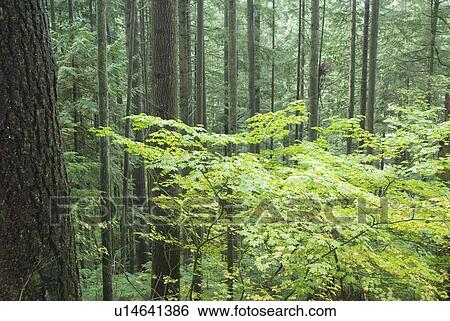 Rainforest in Lynn Canyon Park, Vancouver, British Columbia, Canada View Large Photo Image Stock Photograph - Rainforest in Lynn Canyon Park, Vancouver, British Columbia, Canada. Fotosearch