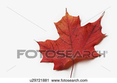 Stock Image - Red Maple Leaf on white background. Fotosearch