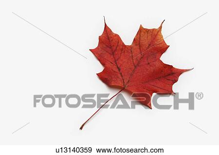 Stock Photo - Red Maple Leaf on white background. Fotosearch