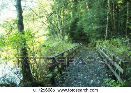Rice Lake in North Vancouver View Large Photo Image Stock Photography - Rice Lake in North Vancouver. Fotosearch