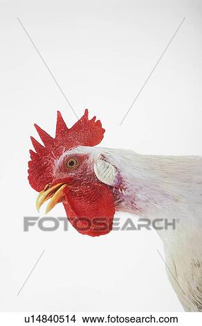 Rooster. View Large Photo Image Picture - Rooster.. Fotosearch