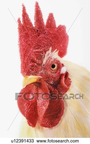Rooster. View Large Photo Image Stock Image - Rooster.. Fotosearch