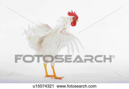 Stock Image - Rooster.. Fotosearch
