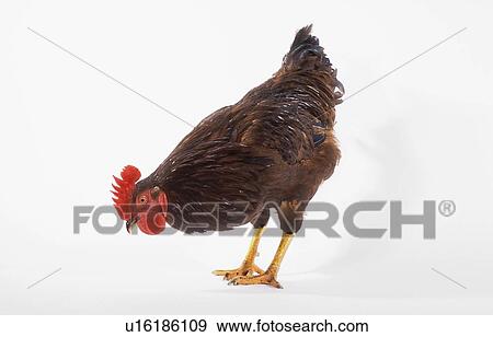Rooster. View Large Photo Image Stock Photo - Rooster.. Fotosearch